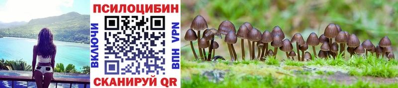 купить наркотик  Шали  Галлюциногенные грибы Psilocybe 