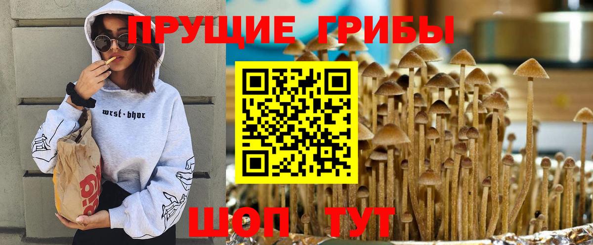 Псилоцибиновые грибы Psilocybe Шали